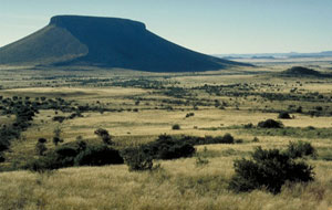 Karoo