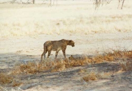 Gepard