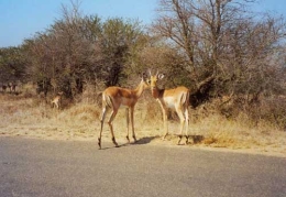 Impalas