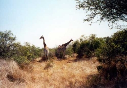 Giraffen