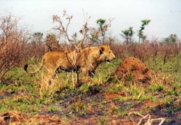 Löwen im Kruger NP