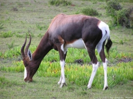 Buntbock