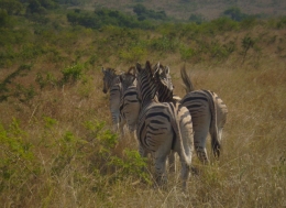 Zebras im Mountain Zebra Nationalpark