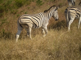 Zebras im Park