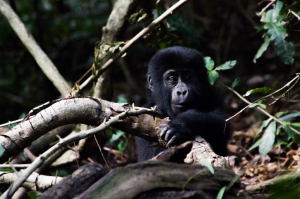 Uganda - Reisen - Berggorilla Trekking