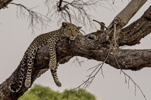 Safari - Botswana - Reisen 