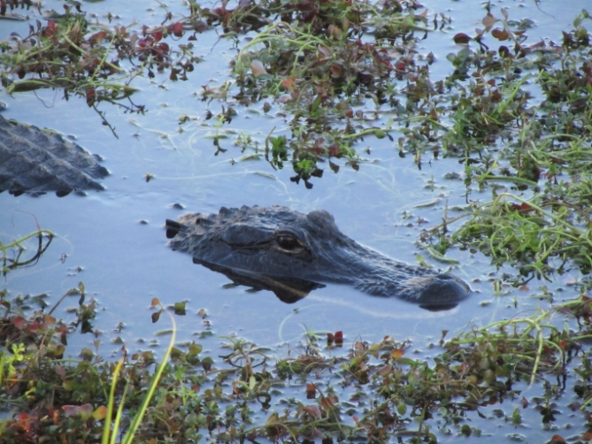 Elfenbeinküste - Reisen - Krokodil