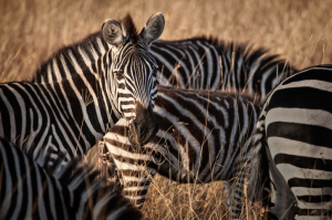 Simbabwe - Reisen - Safari