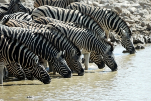 Zebras am Wasserloch - Namibia Safari