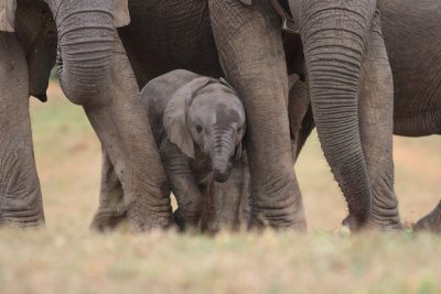 Suedafrika Erlebnisreise - Addo Elephant Park - Garden Route - Suedafrika