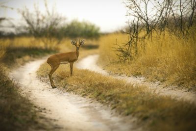 Antilope - Kalahari - Botswana
