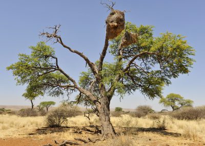 Namibia Gruppenreise - Rundreise durchs Südliche Afrika - Baum - Südnamibia-