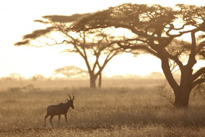 Baum - Serengeti - Tansania