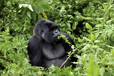 Berggorilla - Gorilla Trecking - Ruanda Reisen