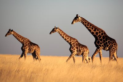 Drei Giraffen im Etosha Nationalpark - Namibia