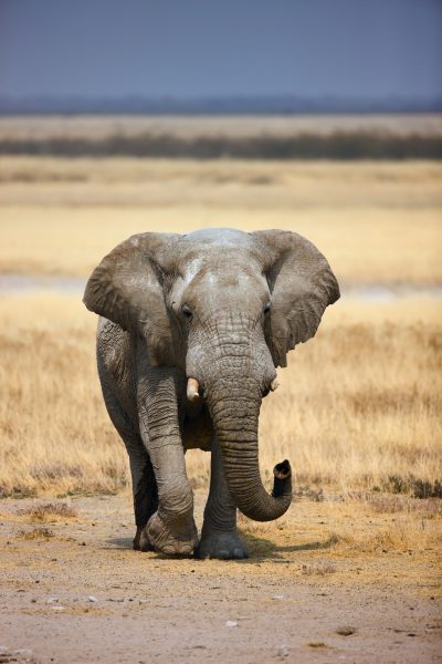 Elefant - Etosha Nationalpark - Namibia