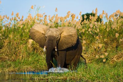 Simbabwe Rundreise - Elefant - Hwange National Park - Simbabwe