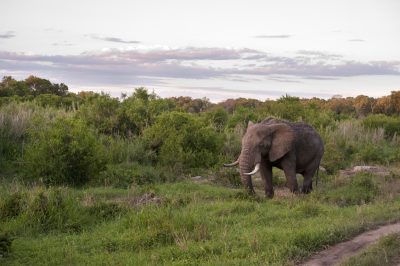  Rundreise durchs Suedliche Afrika - Namibia Südafrika Rundreise - Elefant - Krueger National Park - Suedafrika