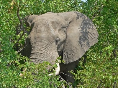  Lesotho Rundreise  - Rundreise durchs Suedliche Afrika - Suedafrika Individuell - Elefant - Mopane Landschaft Limpopo