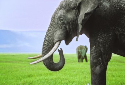 Elefant - Serengeti - Tansania