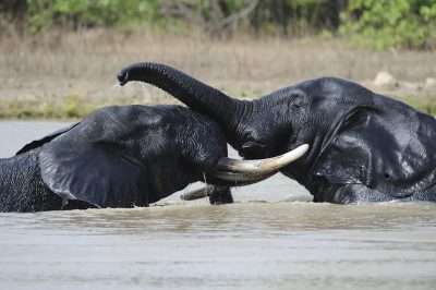 Burkina Faso Gruppenreise - Elefanten- Mole National Park - Ghana