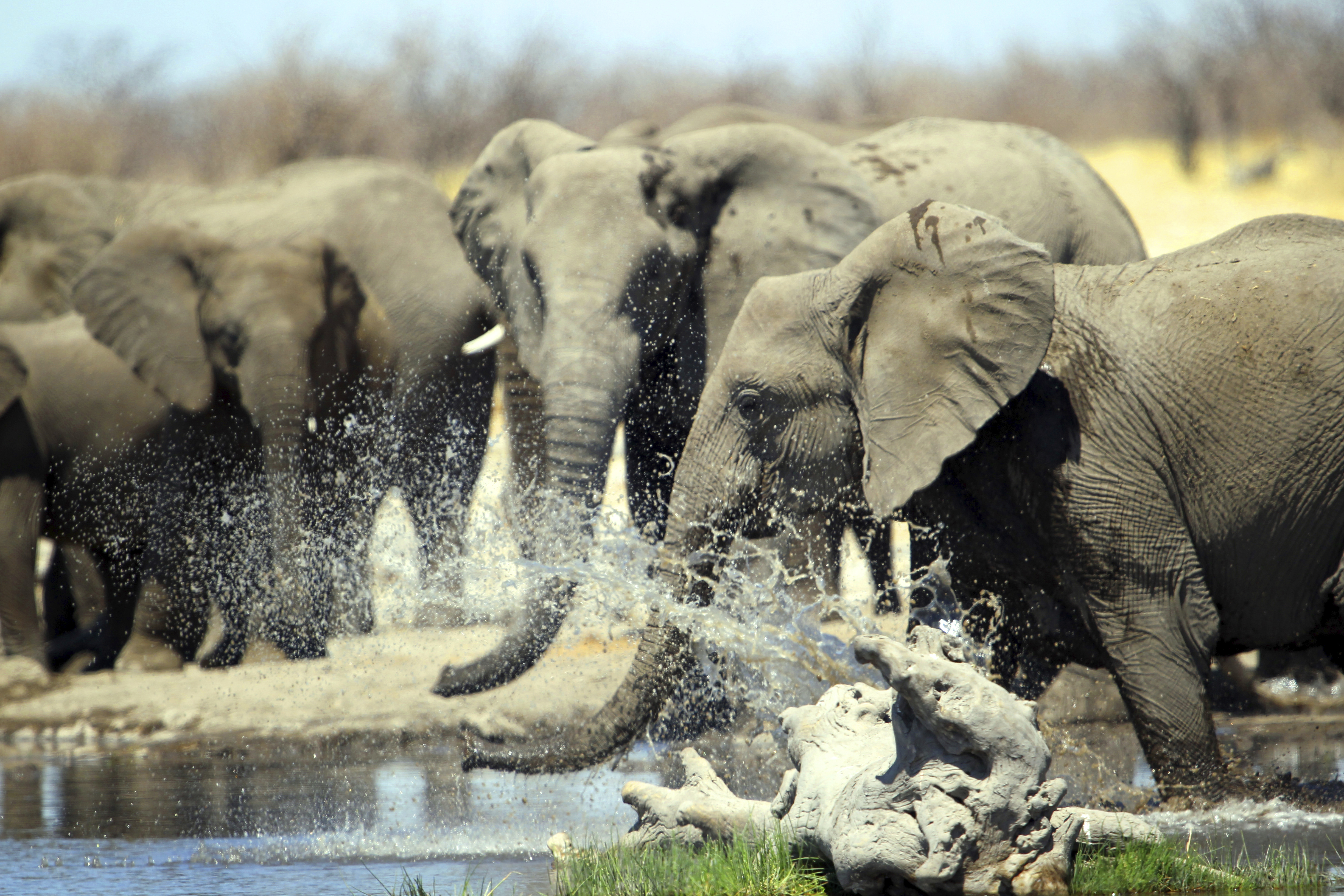 Elefanten an einem Wasserloch in Namibia