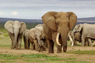 Elefantenherde - Suedafrika