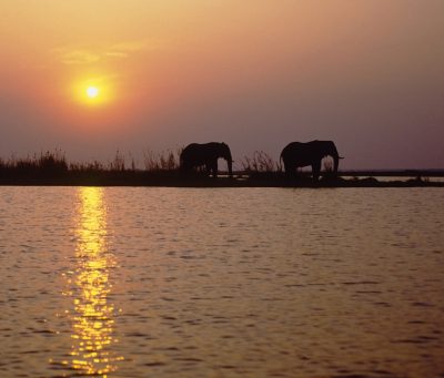 Elefanten im Sonnenuntergang - Okavango Delta - Botswana