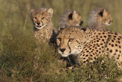 Gepardenfamilie im Versteck - Tansania