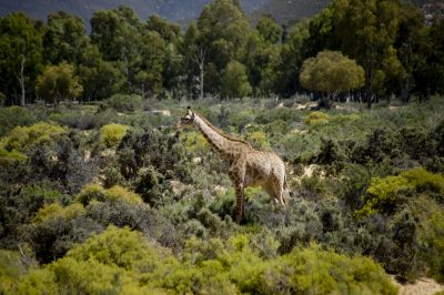 Suedafrika Erlebnisreise - Suedafrika Individualreise -Giraffe - Kariega Game Reserve - Suedafrika