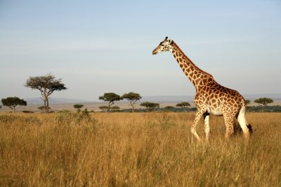 Giraffe - Tsavo West - Kenia