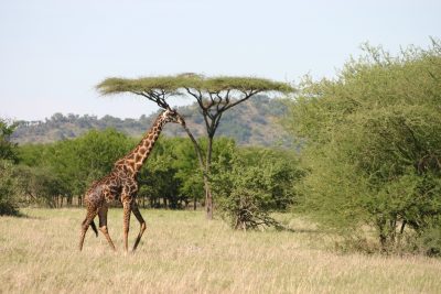Giraffe in der Savanne - Serengeti - Tansania