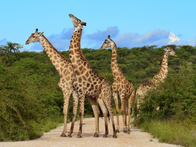 Giraffen - Serengeti National Park - Tansania