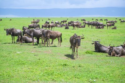 Gnus - Masai Mara - Kenia