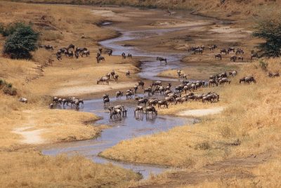 Gnus am Fluss - Tarangire National Park - Tansania