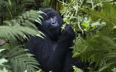 Gorilla - Uganda Reisen
