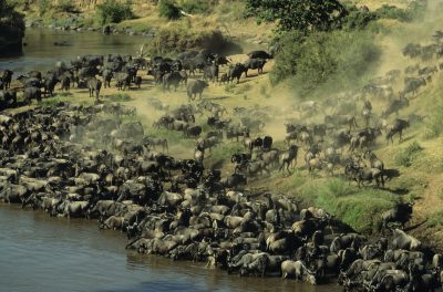 Große Migration - Masai Mara - Kenia