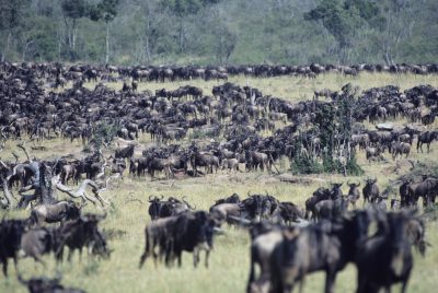 Große Tierwanderung - Serengeti National Park - Tansania