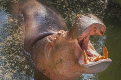 Hippo - Chobe National Park - Botswana