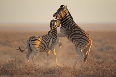 Kaempfende Zebras - Etosha National Park - Namibia