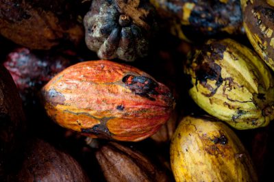 Sao Tome und Principe Rundreise - Aktivurlaub auf Sao Tome und Principe - Kakaobohnen - Sao Tome e Principe