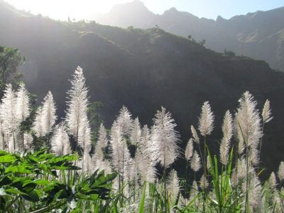 Zuckerrohr - Santo Antao - Kap Verde