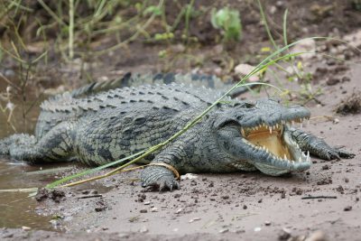 Krokodil - Chobe National Park - Botswana