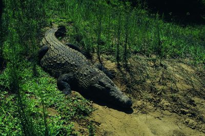 Krokodil - iSimangaliso-Wetland-Park - Suedafrika