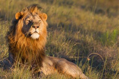 Löwe  im Gras - Serengeti National Park - Tansania