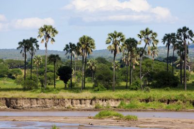 Landschaft - Tarangire National Park - Tansania