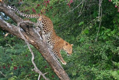 Leopard im Baum - Kalahari Wueste - Botswana