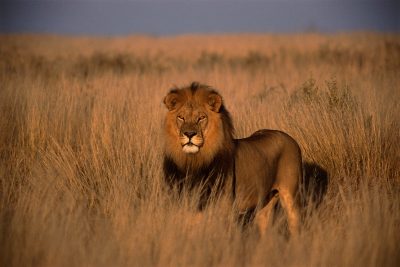 Loewe - Kariega Game Reserve - Suedafrika