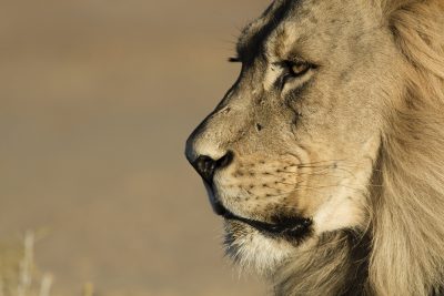 Suedafrika Abenteuerreise - Loewe - Krueger National Park - Suedafrika