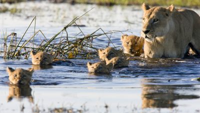 Loewenfamilie im Delta - Okavango Delta - Botswana